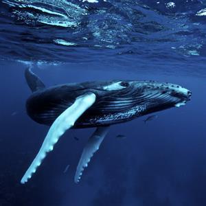 20-03-09 Voice of the Whale.jpg