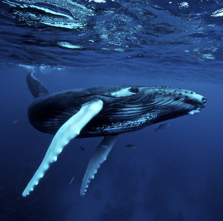 20-03-09 Voice of the Whale.jpg