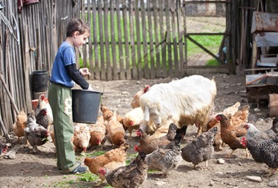 Visit Indiana Help Feed The Farm Animals At Chellberg Farm