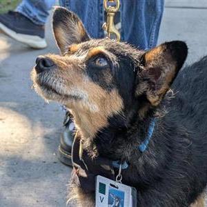 Image for: Spring Cuddle a Canine Scheduled for April 16