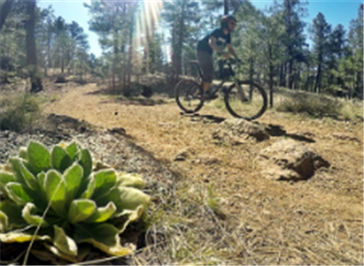 zion mountain biking