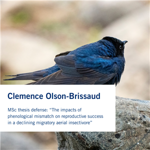 Clemence Olson-Brissaud MSc.png