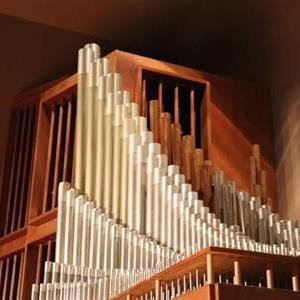 Image for: Organ Plus