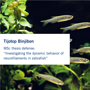 Tijotop Binjibon.png