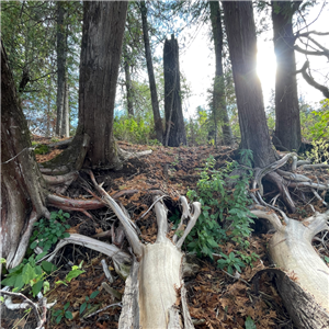 Untitled - 2023-12-14T140655.637.png