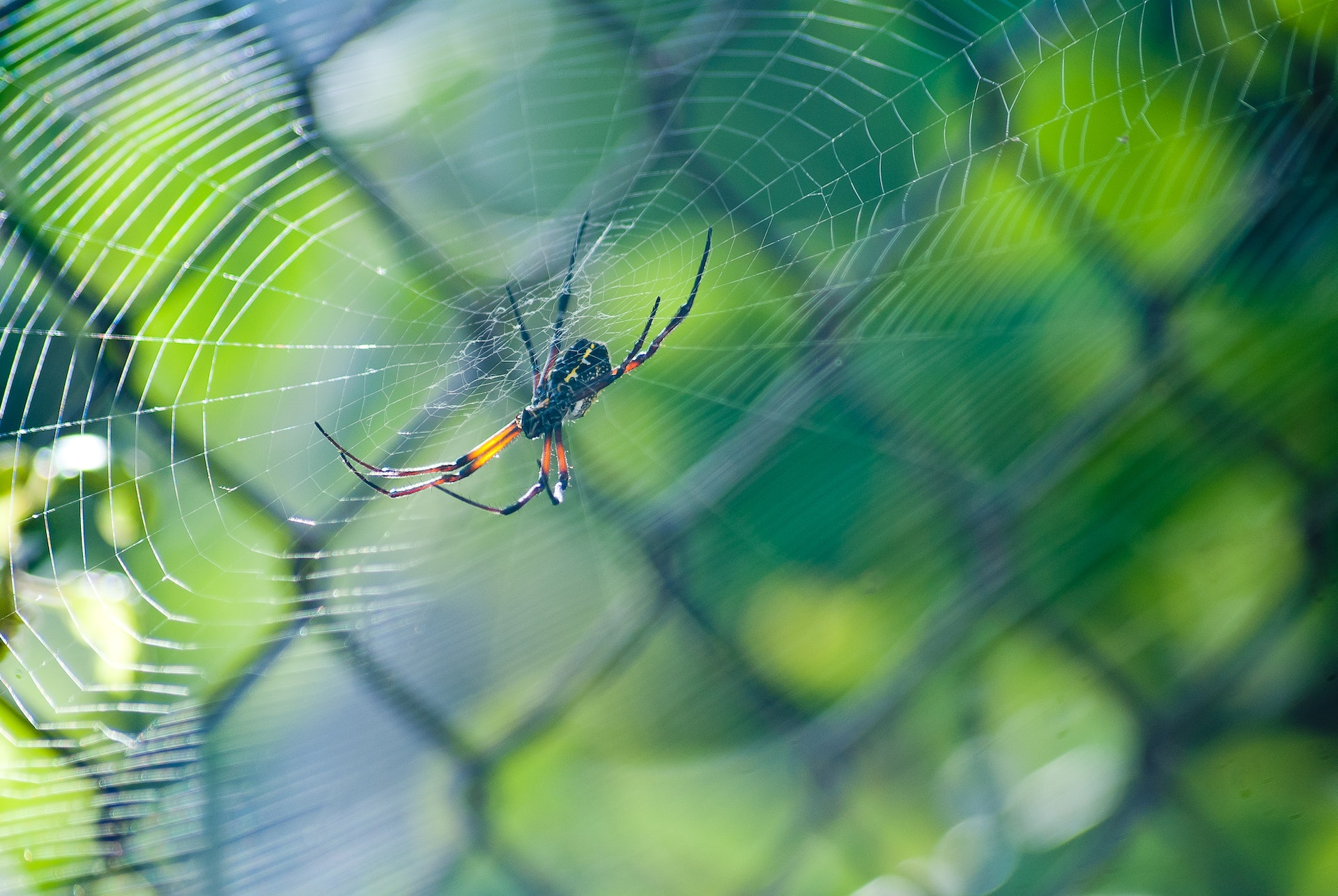 Spider Research  Department of Entomology