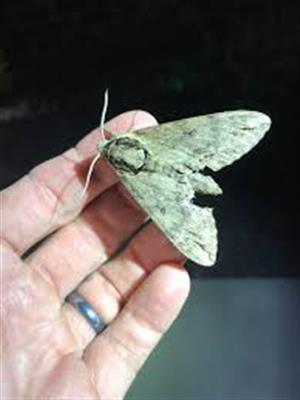 Common Moths In Maryland