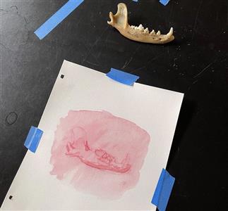 Memento Mori: Student Artwork on view throughout Olin, February 28th - March 2nd