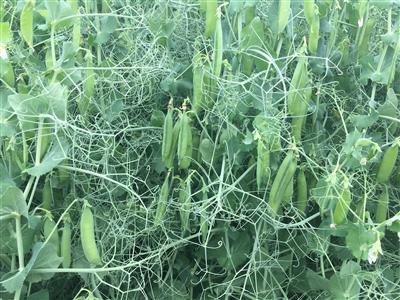 Field peas